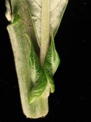 Salix schwerinii. Twisted stipules.
 Image: D. Glenny © Landcare Research 2020 CC BY 4.0